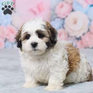 Mindy, Teddy Bear Puppy